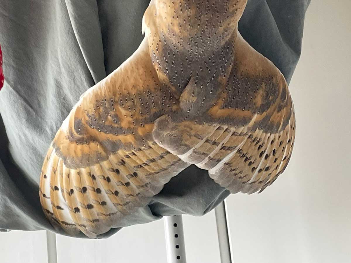 フクロウの写真