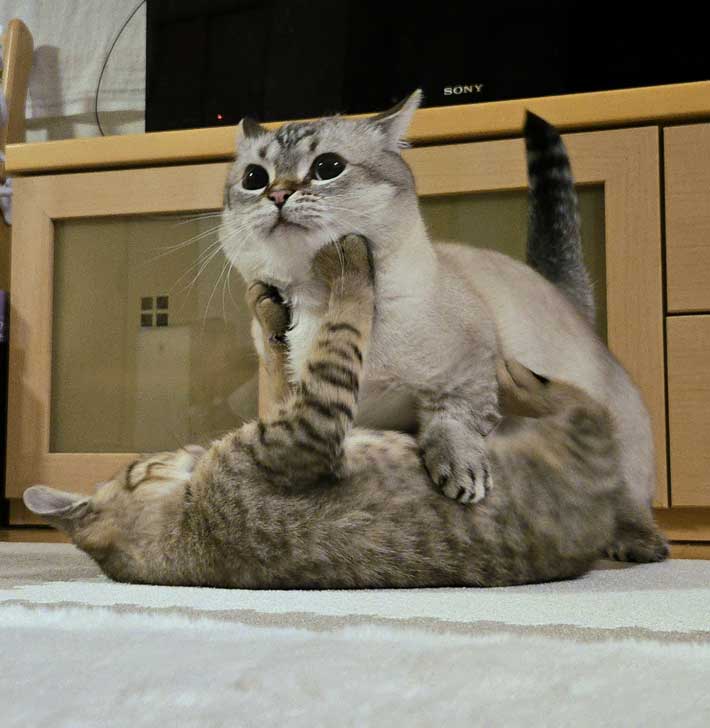 じゃれ合う猫