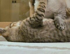 猫