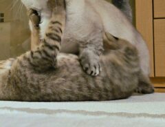 猫