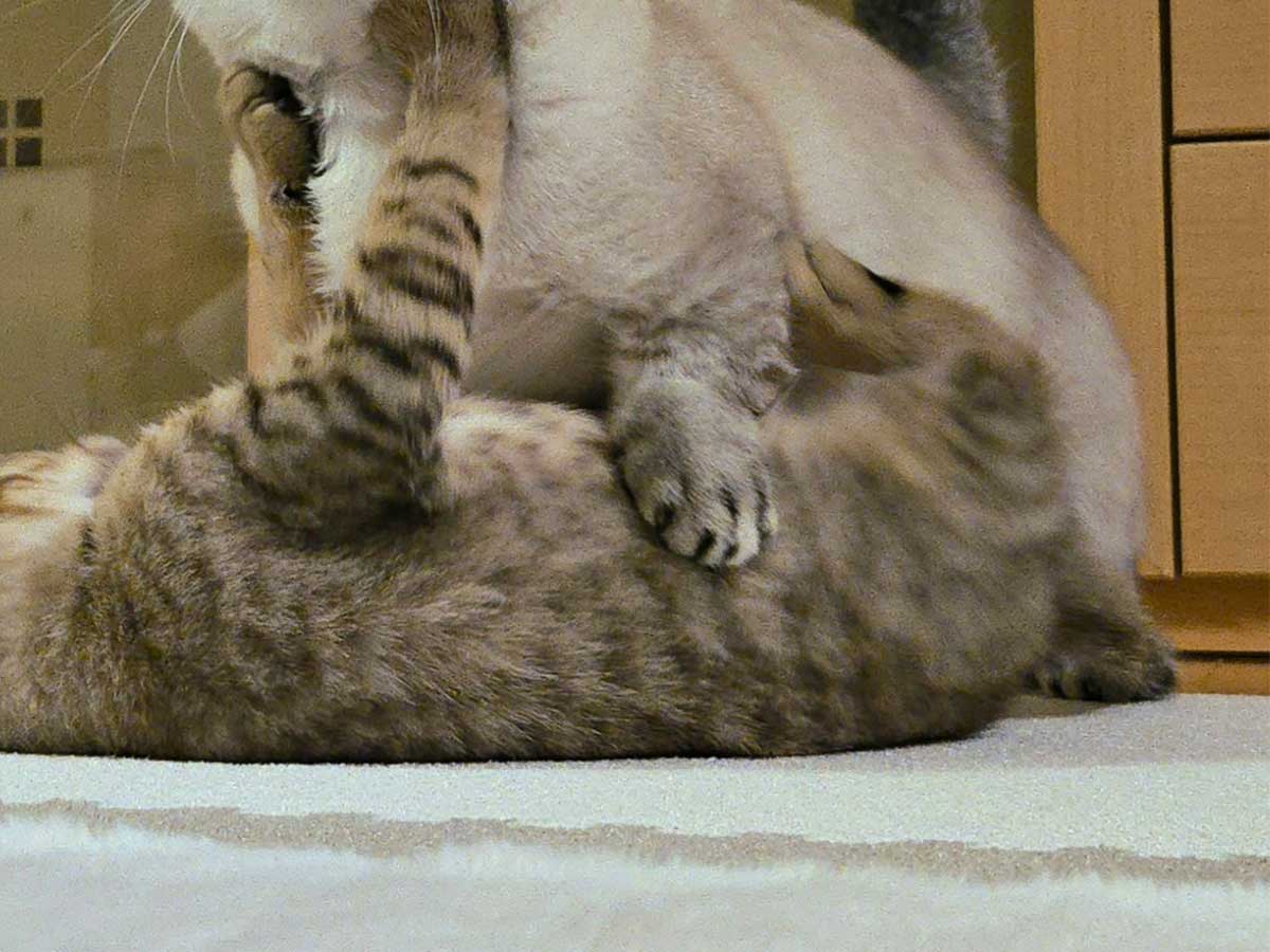 猫