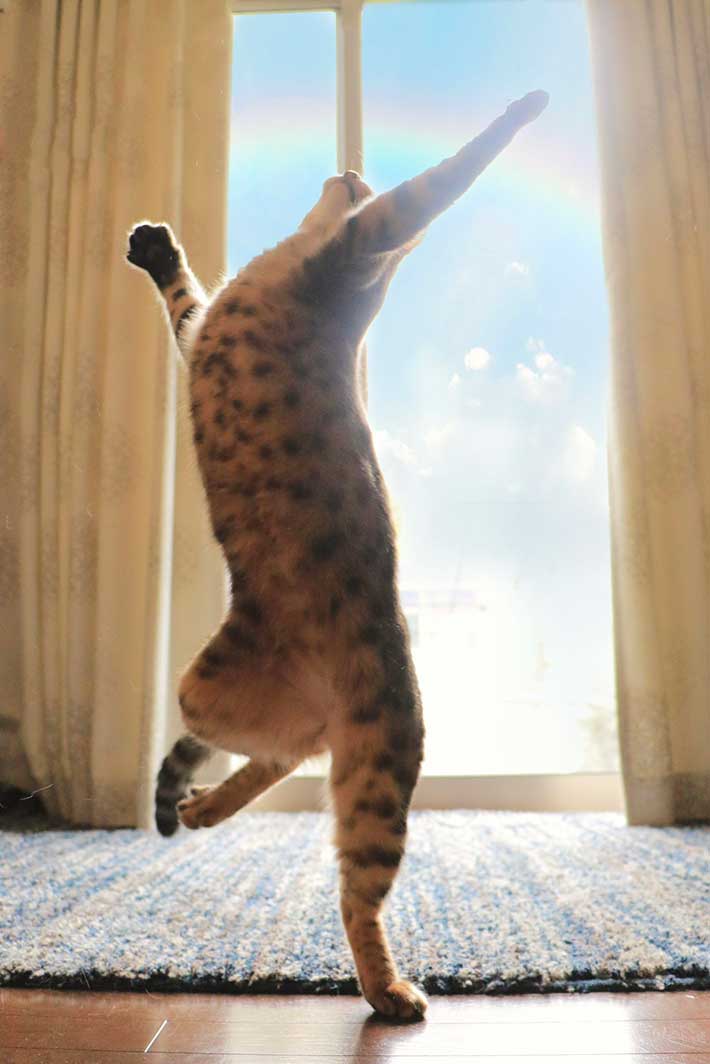 ミュージカル俳優のようなポーズをとる猫の写真