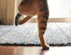ミュージカル俳優のようなポーズをとる猫の写真