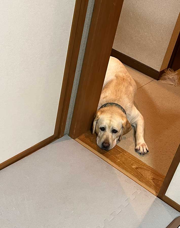 犬の写真
