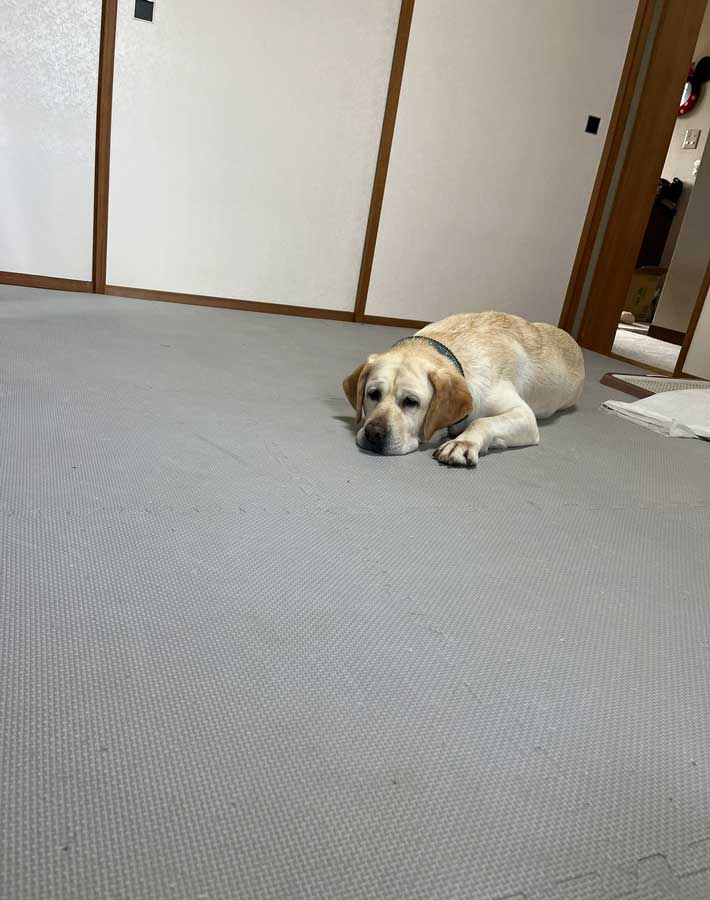 犬の写真