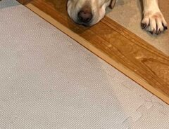 犬の写真