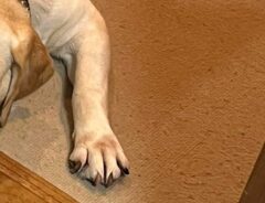 犬の写真