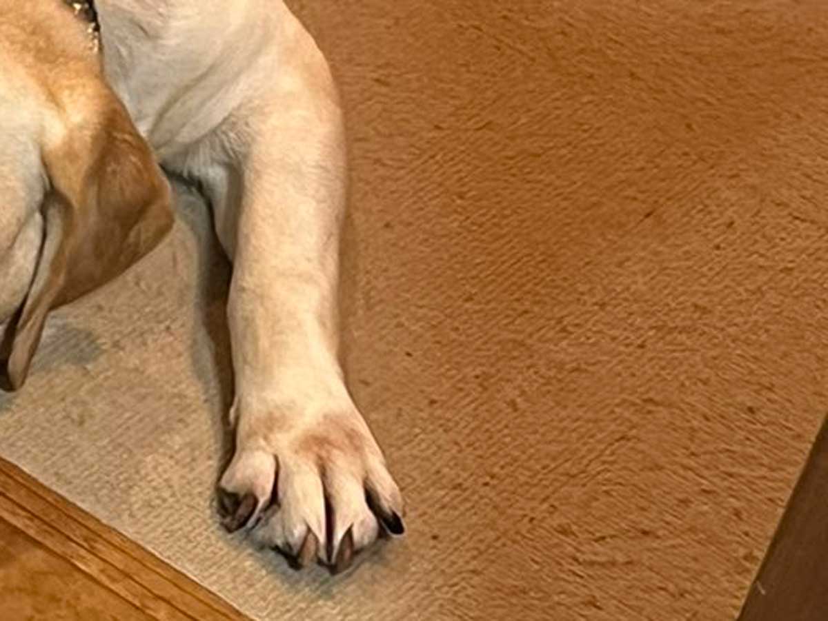 犬の写真