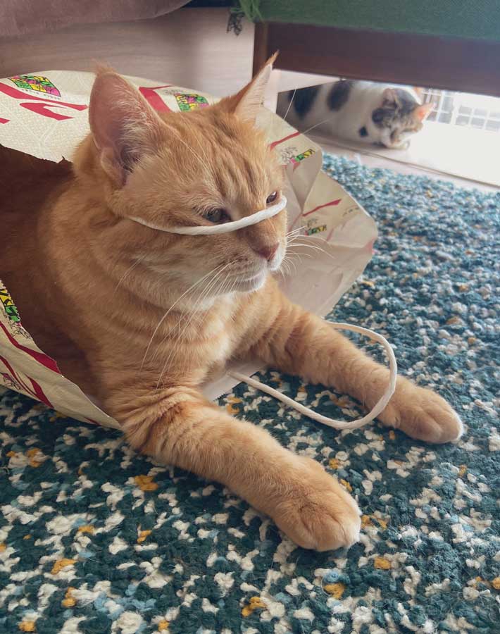 猫の写真