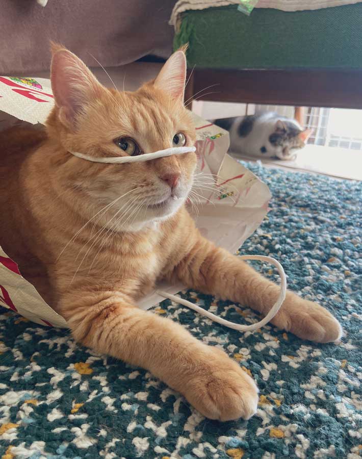 猫の写真