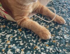 猫の写真