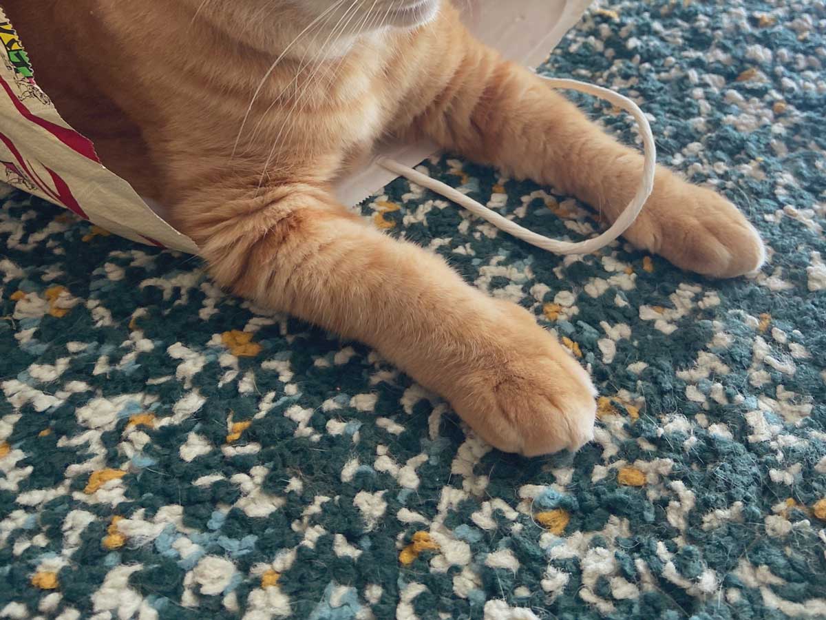 猫の写真