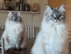 2匹の猫の写真