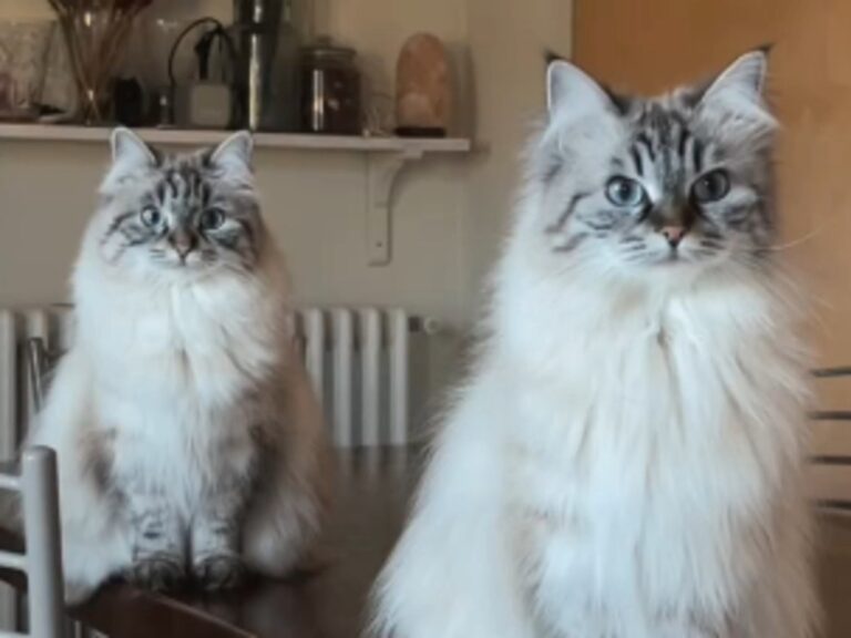 2匹の猫の写真