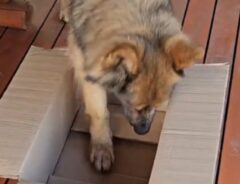 犬の写真