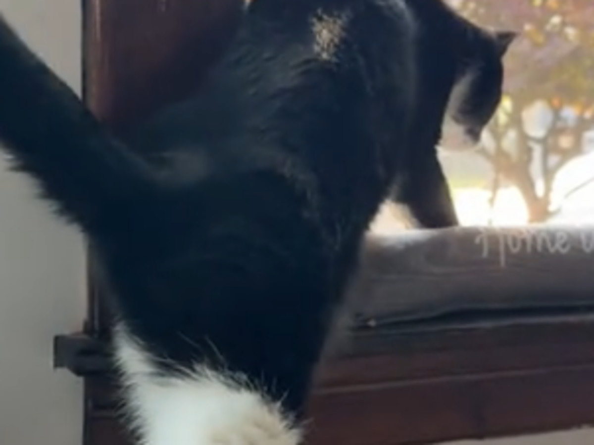 猫の写真