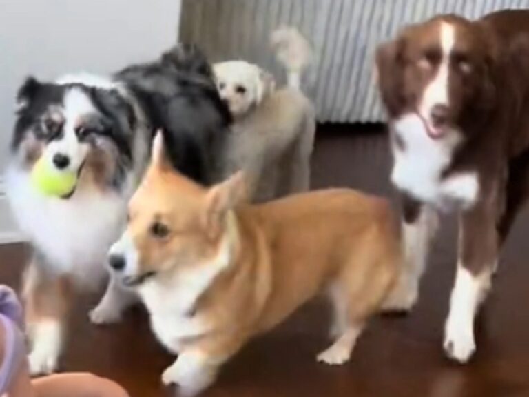 4匹の犬の写真