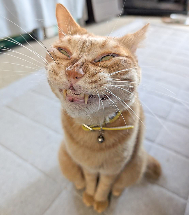 猫