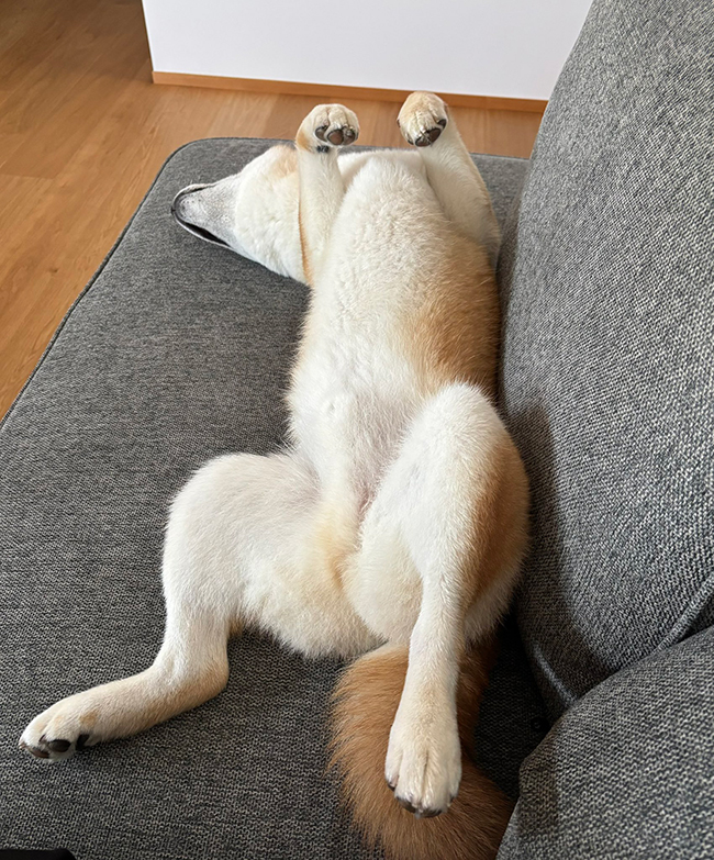 柴犬
