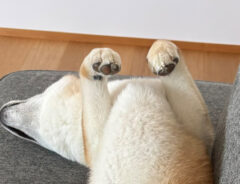 柴犬