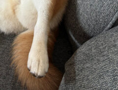 柴犬