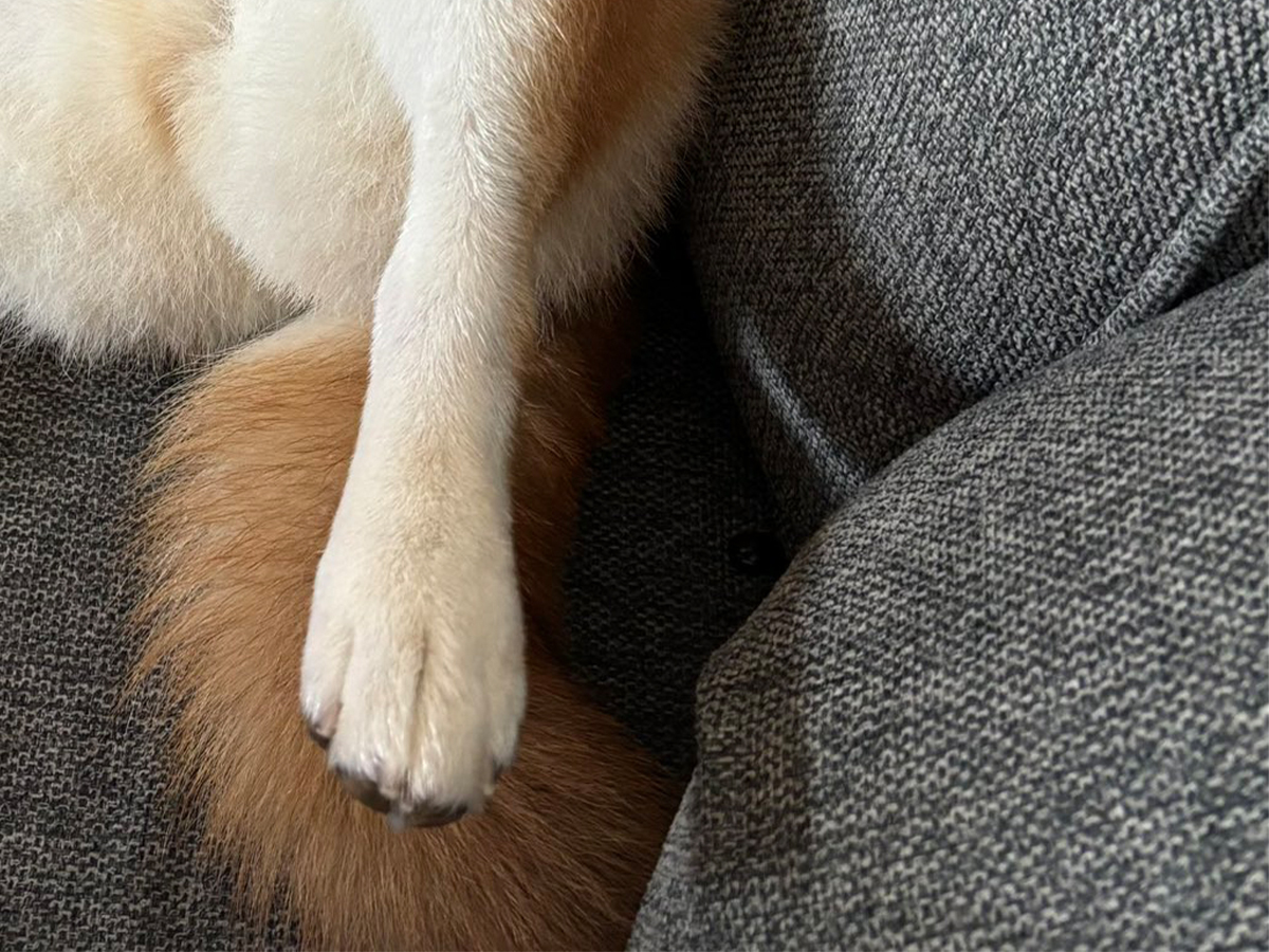 柴犬