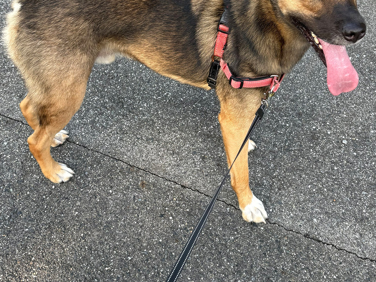 犬の写真
