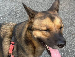 犬の写真