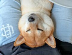 柴犬の画像