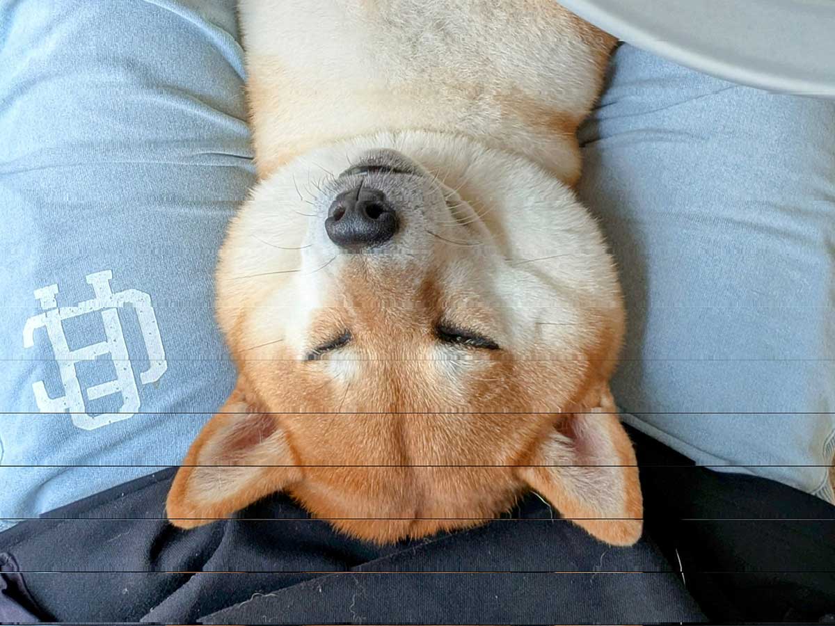 柴犬の画像