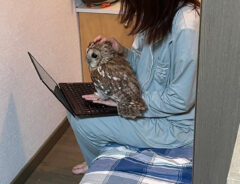 フクロウのいろりちゃんと姉