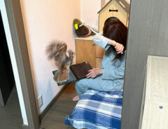 フクロウのいろりちゃんと姉
