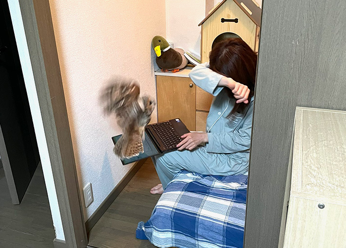 フクロウのいろりちゃんと姉