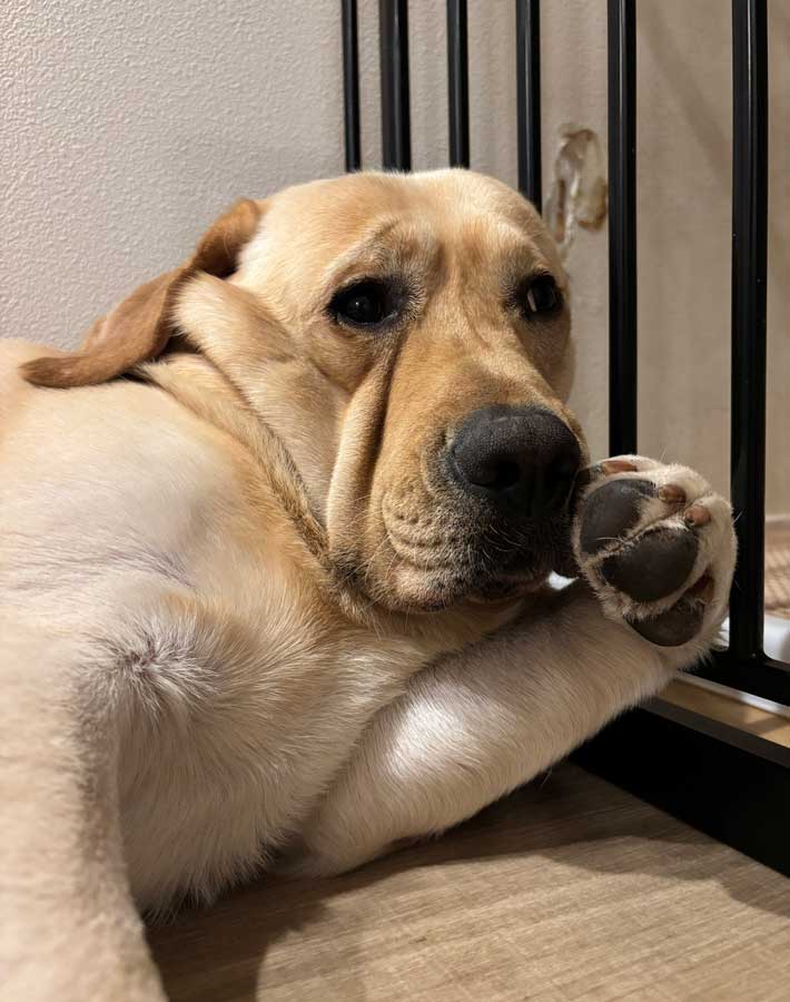 犬の写真