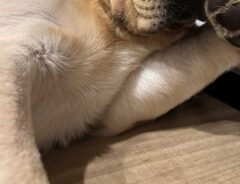 犬の写真