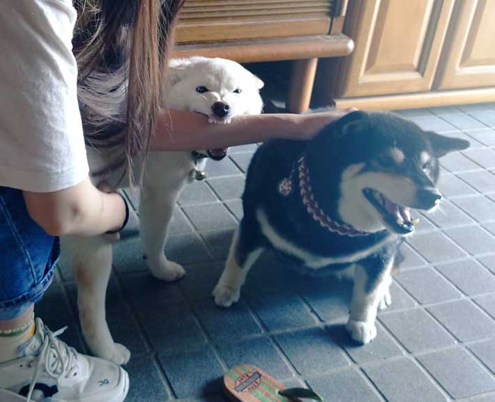 甘噛みする犬の写真