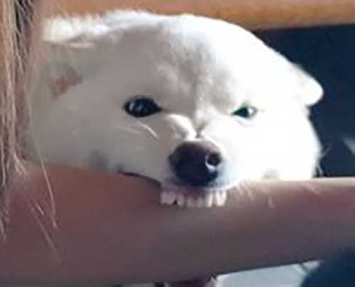 犬の写真
