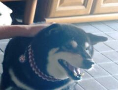 犬の写真