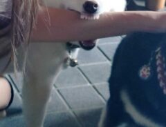 犬の写真