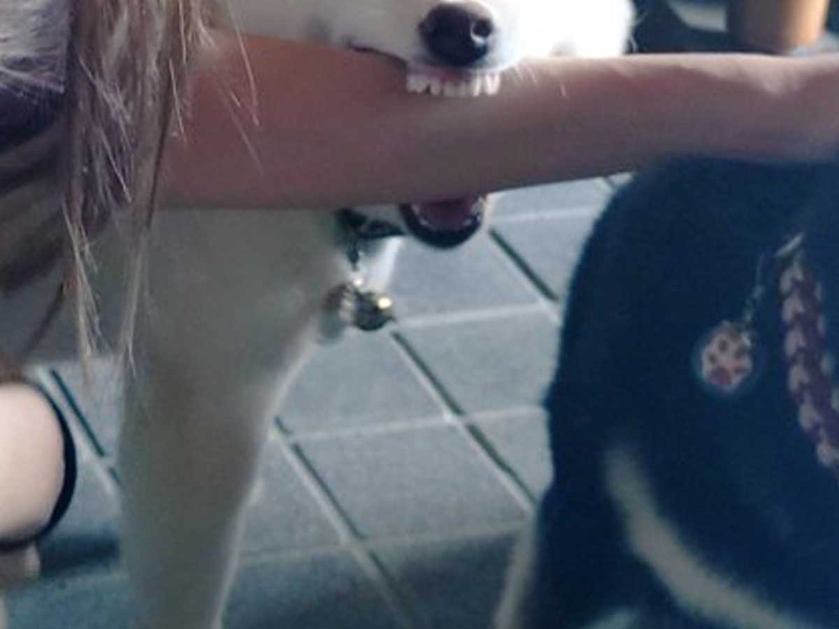 犬の写真