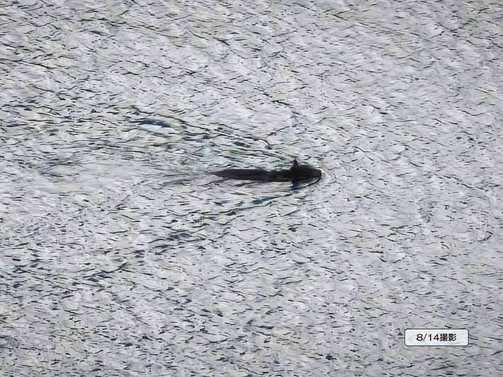 湖を泳ぐクマの写真