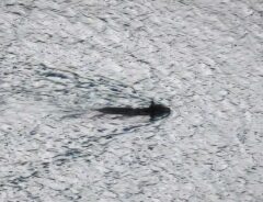 湖を泳ぐクマの写真