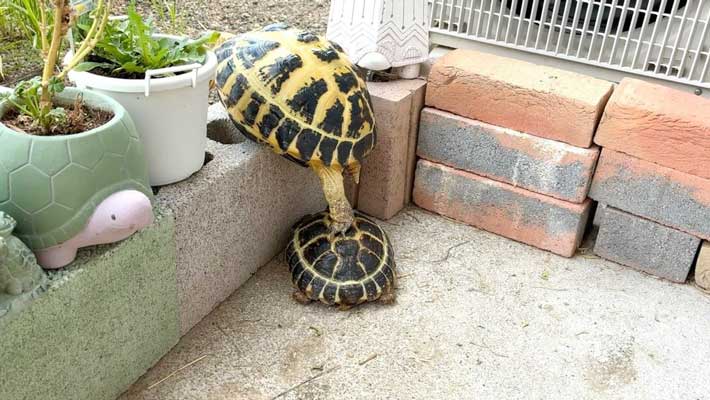 リクガメの写真