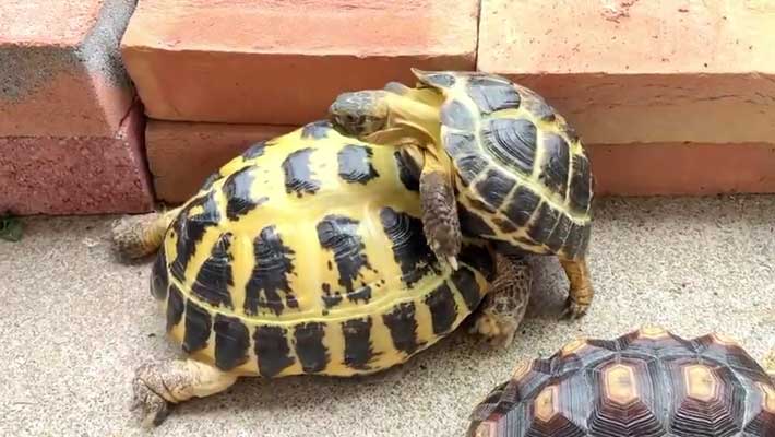 リクガメの写真