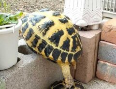 リクガメ