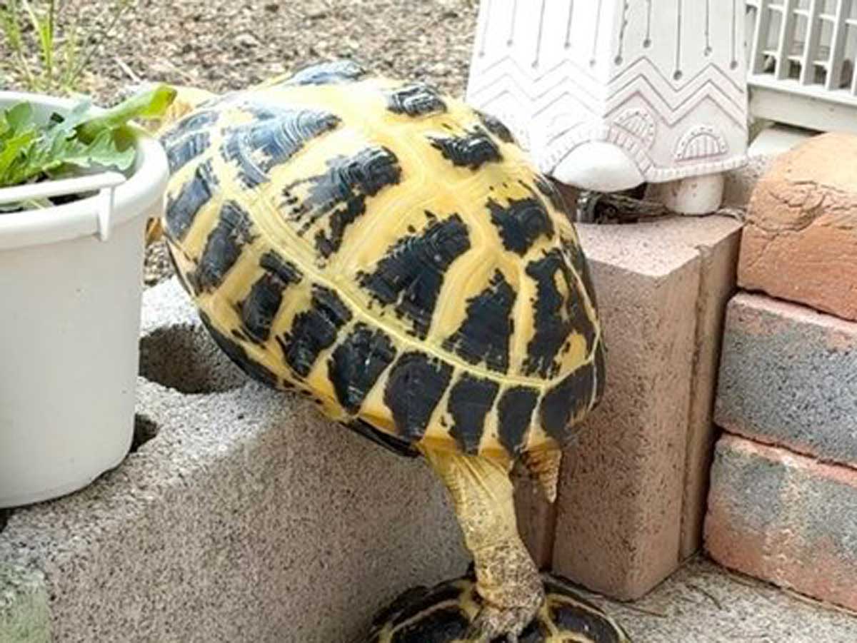 リクガメ