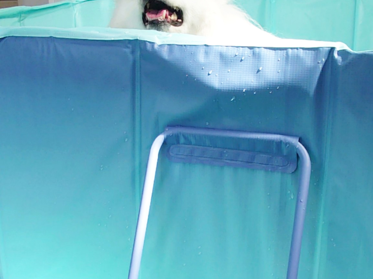 犬の楽ちゃん