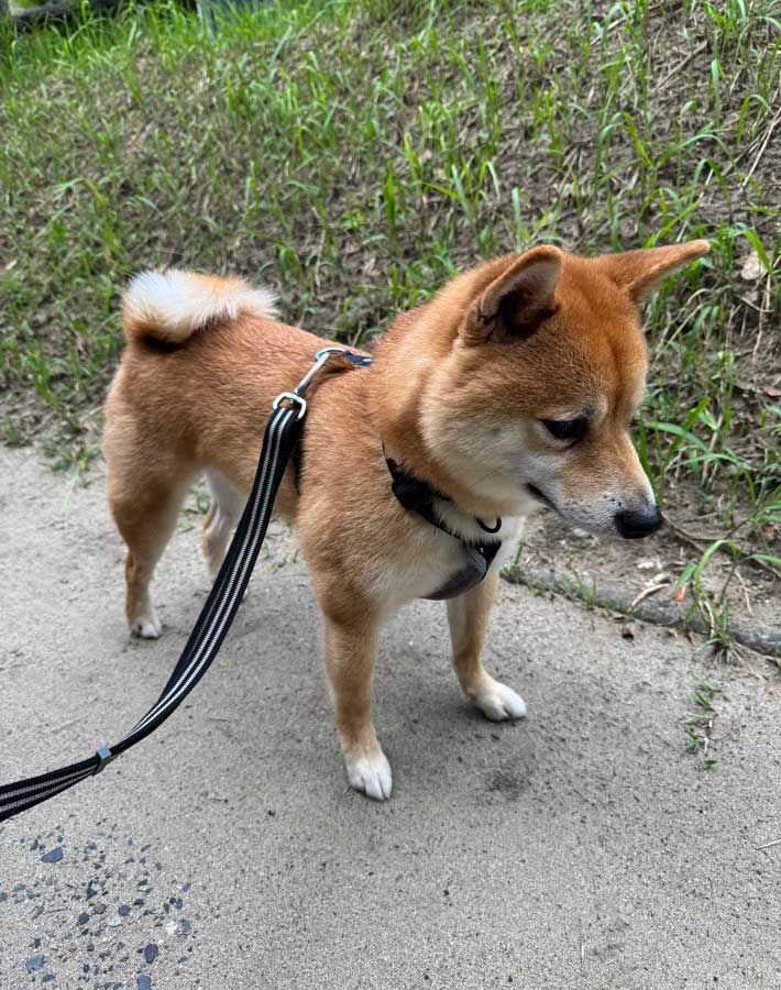 犬の写真