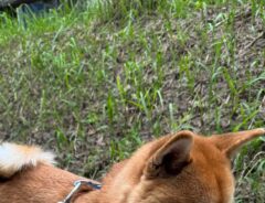 犬の写真