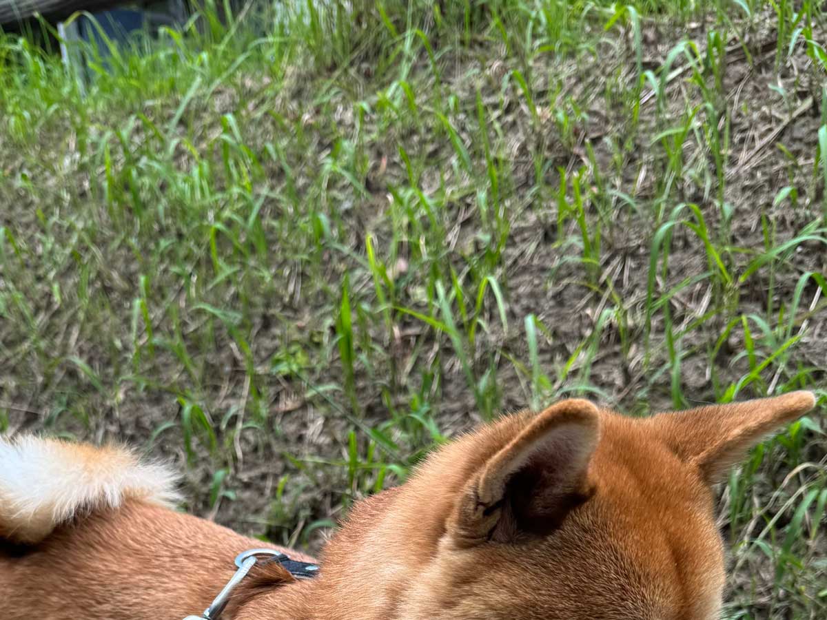 犬の写真